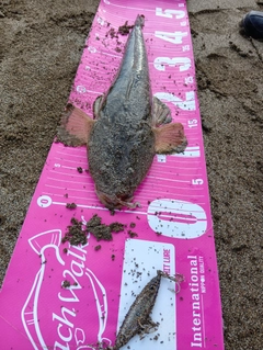 マゴチの釣果
