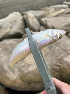 キスの釣果