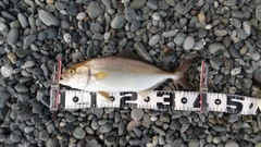 ショゴの釣果