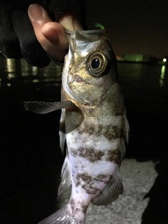 メバルの釣果