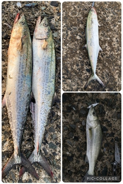 サゴシの釣果