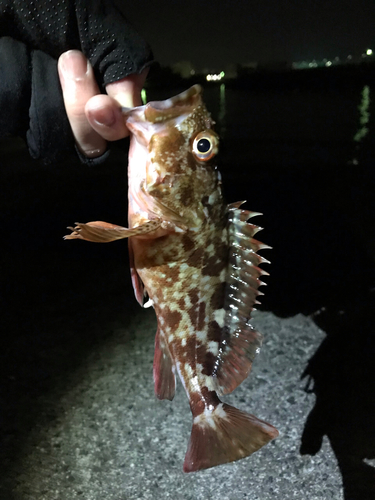 ガシラの釣果