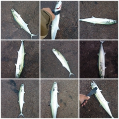 サゴシの釣果