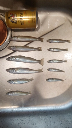 キスの釣果