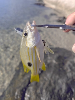 ニセクロホシフエダイの釣果