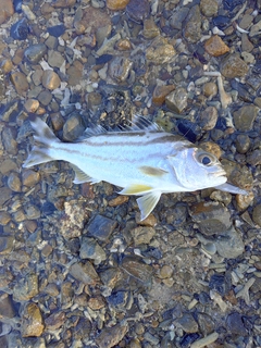 コトヒキの釣果