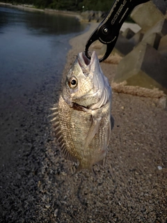 ミナミクロダイの釣果
