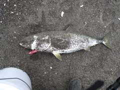 ワラサの釣果