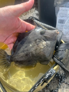 カワハギの釣果