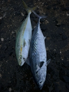 スマカツオの釣果