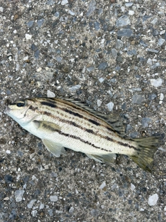 シマイサキの釣果