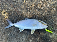 ショゴの釣果