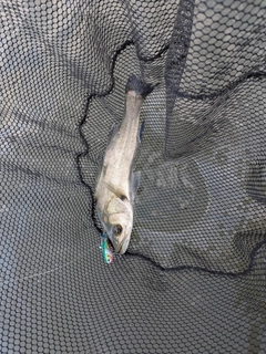 スズキの釣果
