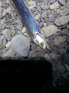 タチウオの釣果