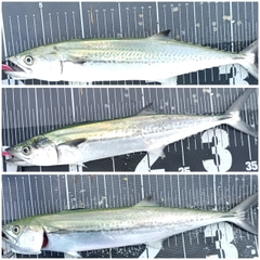 サゴシの釣果