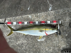ブリの釣果