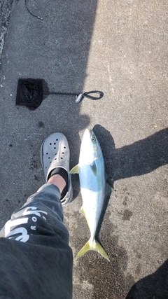 イナダの釣果