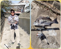 クロダイの釣果