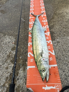 サワラの釣果