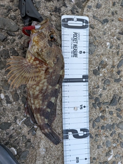 アラカブの釣果