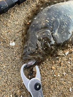 ヒラメの釣果