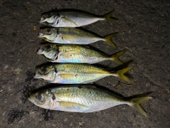 アジの釣果