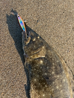 ヒラメの釣果