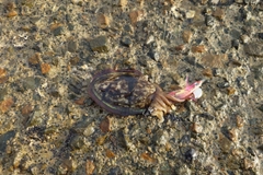 モンゴウイカの釣果