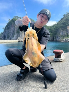 アオリイカの釣果
