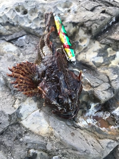 アナハゼの釣果