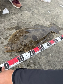 ヒラメの釣果