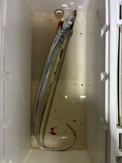 タチウオの釣果