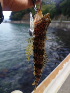 エソの釣果