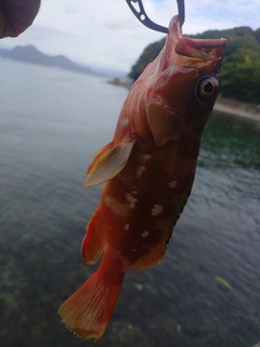 アカハタの釣果