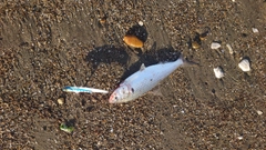 コノシロの釣果