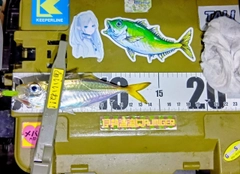 マアジの釣果