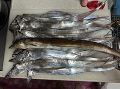 タチウオの釣果