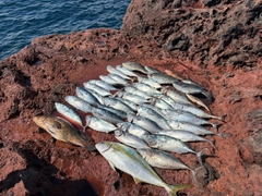 ヒラマサの釣果