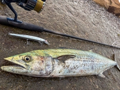 サワラの釣果