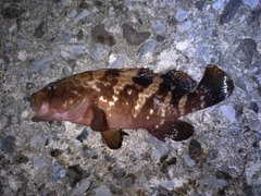 キジハタの釣果