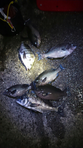 クチブトグレの釣果