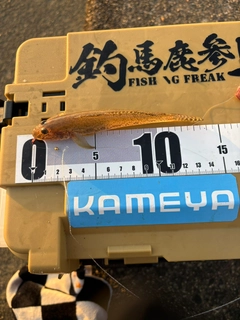 マハゼの釣果