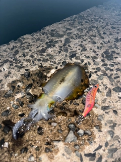 アオリイカの釣果