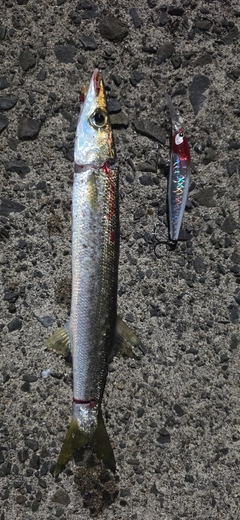 カマスの釣果