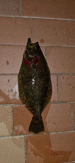 ヒラメの釣果