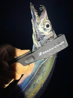 タチウオの釣果