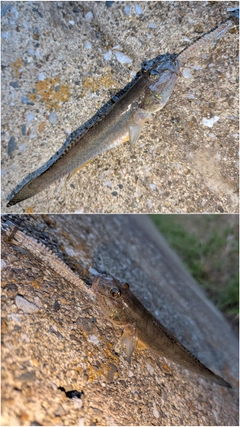 マハゼの釣果