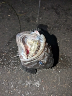 クロソイの釣果