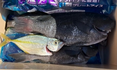 シマアジの釣果