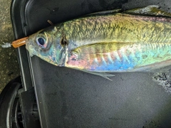 マアジの釣果